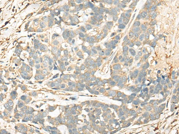 CD55 Polyclonal Antibody - image 2