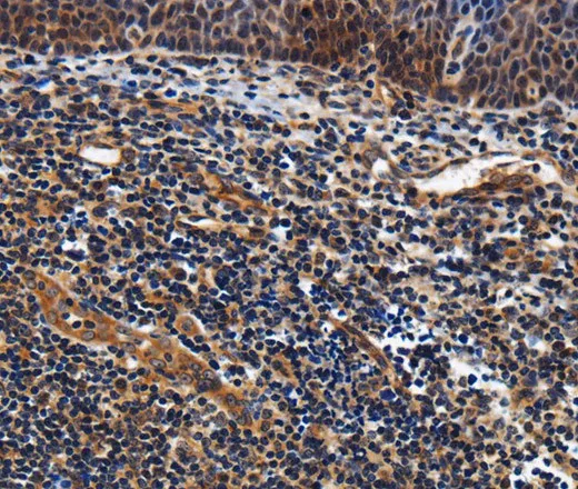 LRRC57 Polyclonal Antibody - image 1