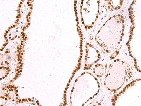 IRF2BP1 Polyclonal Antibody - image 1