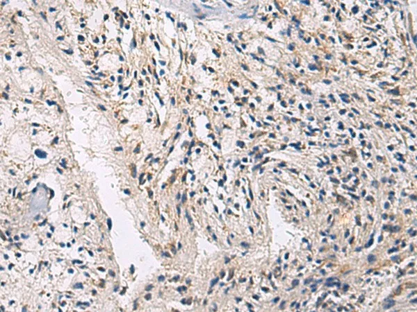 CEP89 Polyclonal Antibody - image 1