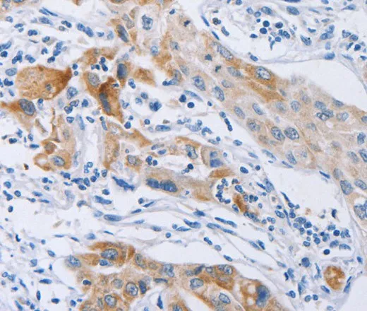 CDC27 Polyclonal Antibody - image 1