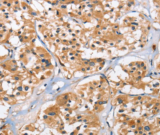 EIF4EBP2 Polyclonal Antibody - image 1