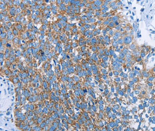 HINT2 Polyclonal Antibody - image 1