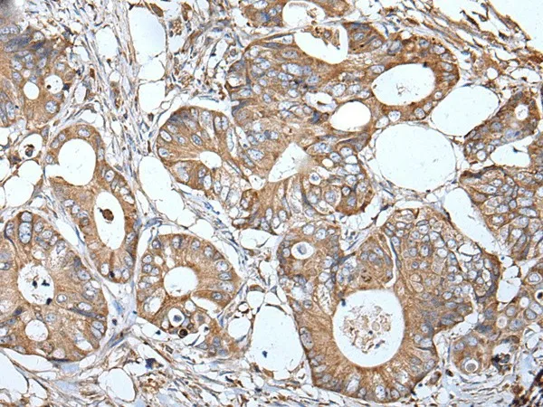 APOD Polyclonal Antibody - image 1