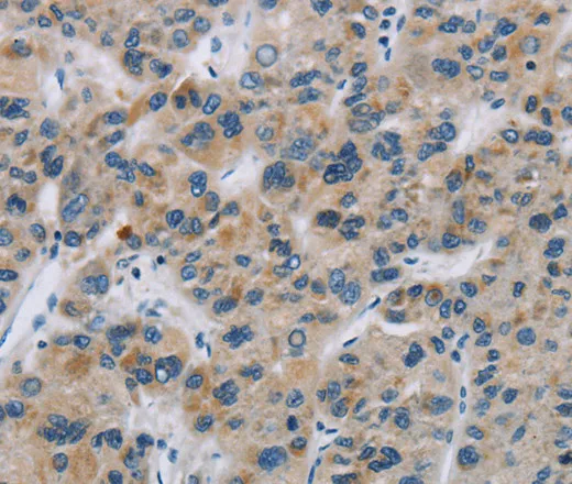 SYN2 Polyclonal Antibody - image 2