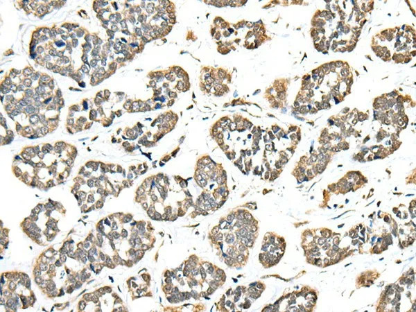 EEF1E1 Polyclonal Antibody - image 1