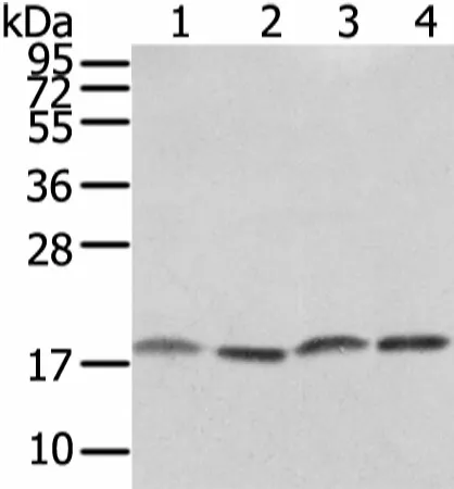 VAMP4 Polyclonal Antibody - image 1
