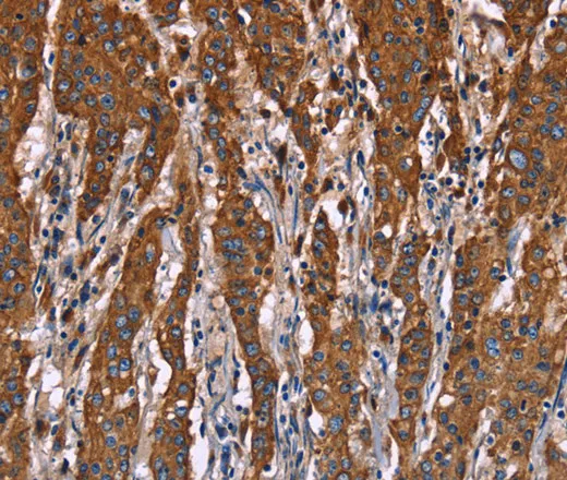 CD107b Polyclonal Antibody - image 1