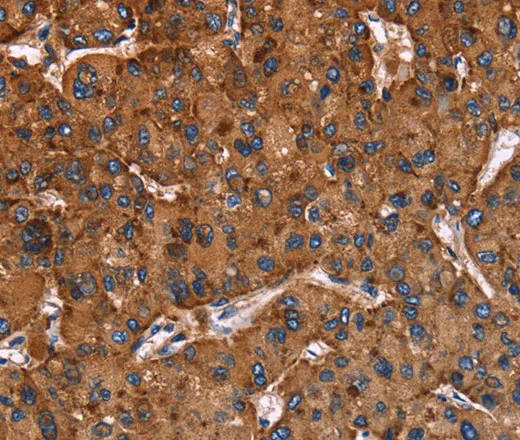 CD107b Polyclonal Antibody - image 2