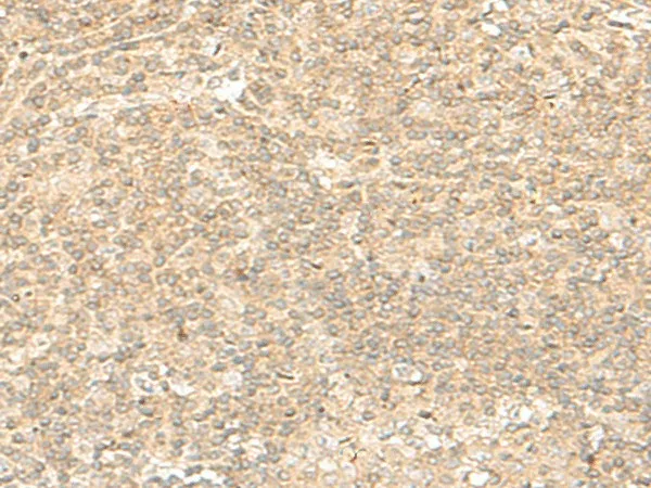 ENSA Polyclonal Antibody - image 1