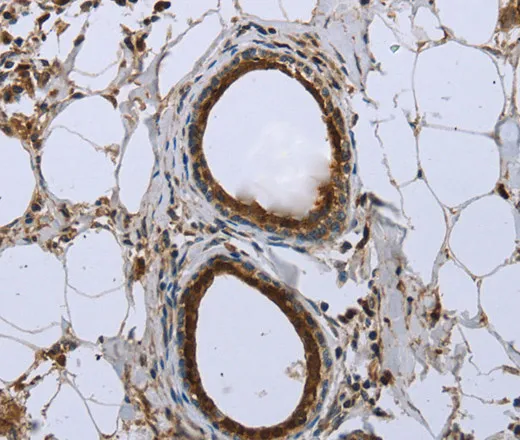 FBP1 Polyclonal Antibody - image 2