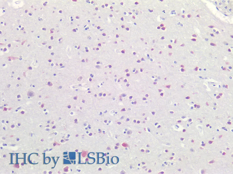 RBFOX3 Polyclonal Antibody - image 1
