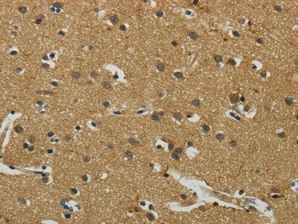 AIF1 Polyclonal Antibody - image 1
