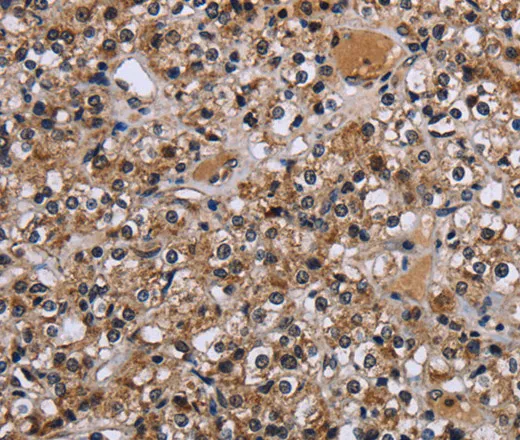 C-Rel Polyclonal Antibody - image 2