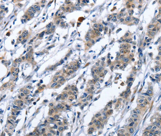 CD137 Polyclonal Antibody - image 1