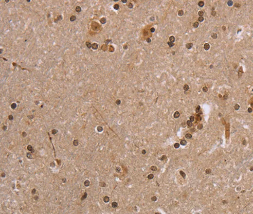 EIF3H Polyclonal Antibody - image 1