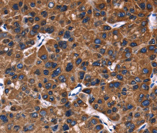 PHB Polyclonal Antibody - image 1