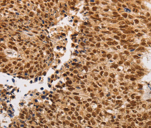 THOC7 Polyclonal Antibody - image 2