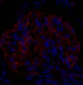 EIF2 alpha Polyclonal Antibody - image 2