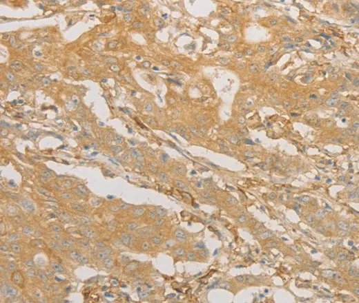 CD40 Polyclonal Antibody - image 1