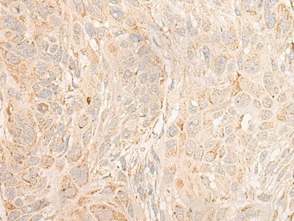 COX6C Polyclonal Antibody - image 2