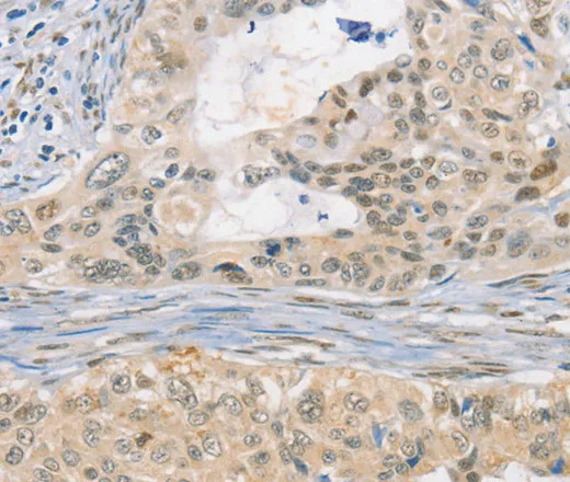 CDC27 Polyclonal Antibody - image 1