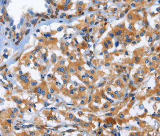 CD244 Polyclonal Antibody - image 1