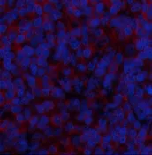 BMP2 Polyclonal Antibody - image 2