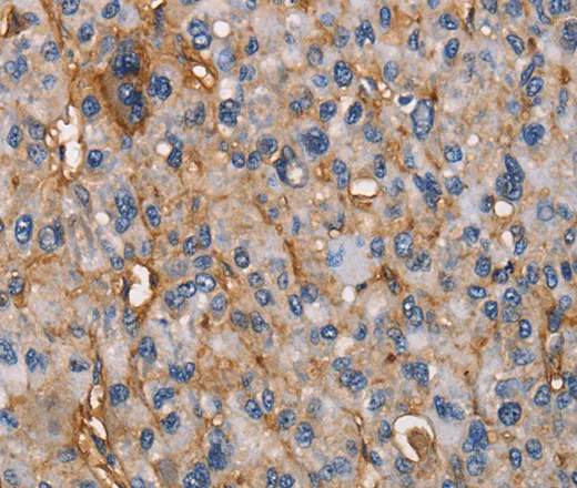 CD73 Polyclonal Antibody - image 1