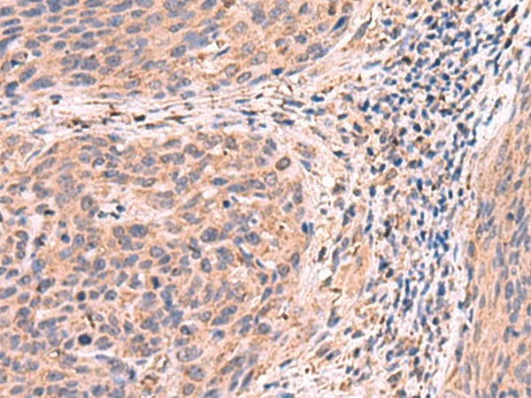 PER3 Polyclonal Antibody - image 1
