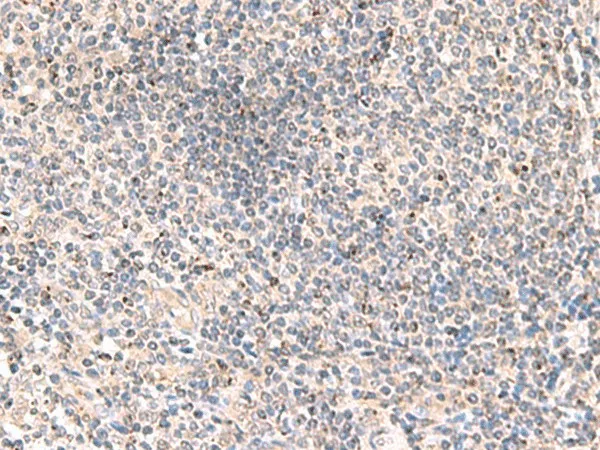 MLKL Polyclonal Antibody - image 1