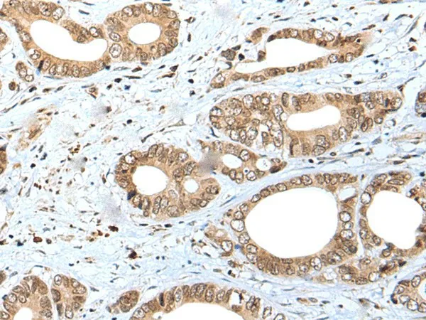 SPCS2 Polyclonal Antibody - image 1