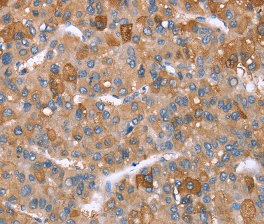 GPC6 Polyclonal Antibody - image 1