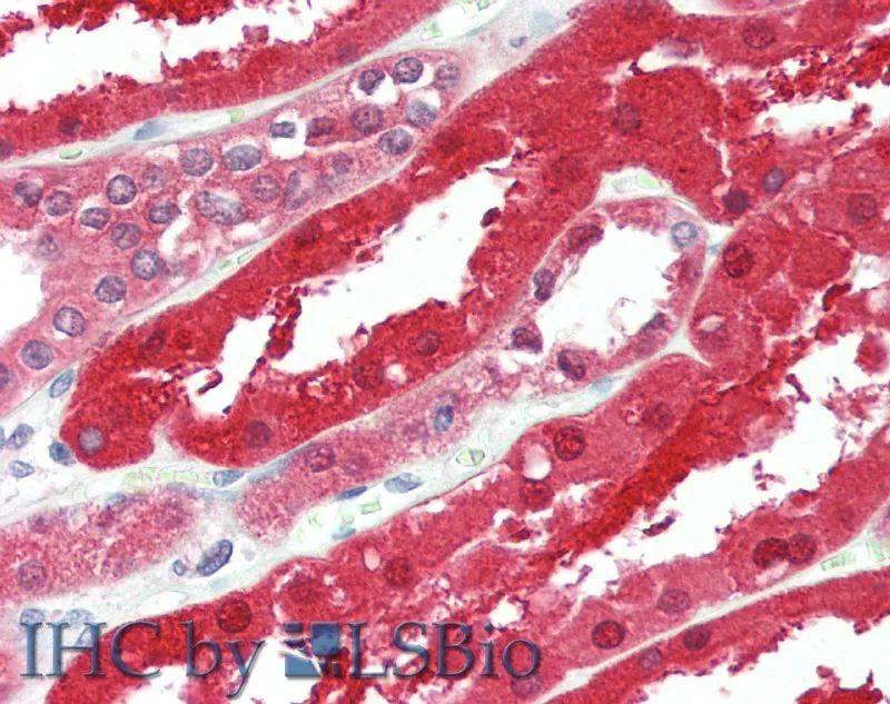 GPC6 Polyclonal Antibody - image 3