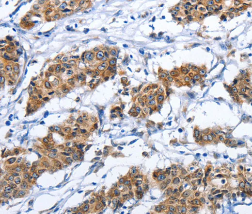CD137 Polyclonal Antibody - image 1