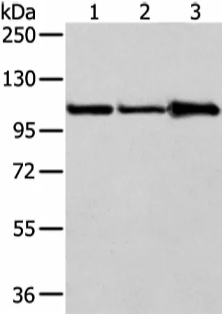 AP2A1 Polyclonal Antibody - image 1