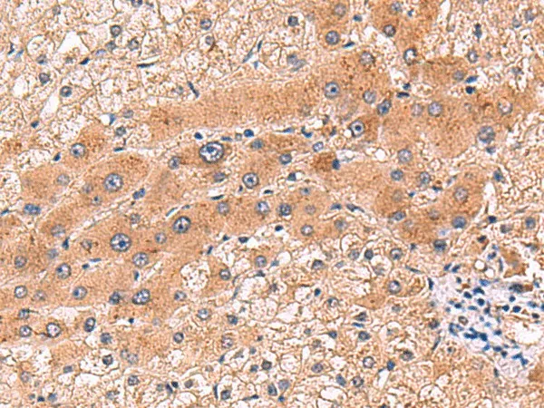 CCL13 Polyclonal Antibody - image 1
