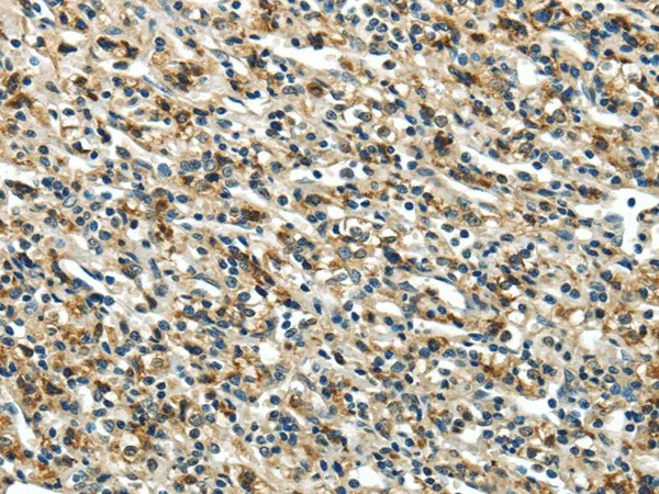 GLP2R Polyclonal Antibody - image 1