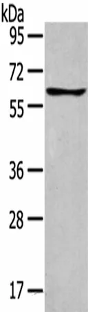 GLP2R Polyclonal Antibody - image 2