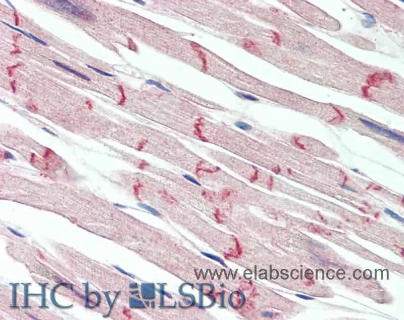 DSG2 Polyclonal Antibody - image 2