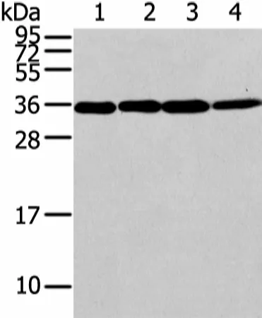 CBX7 Polyclonal Antibody - image 1
