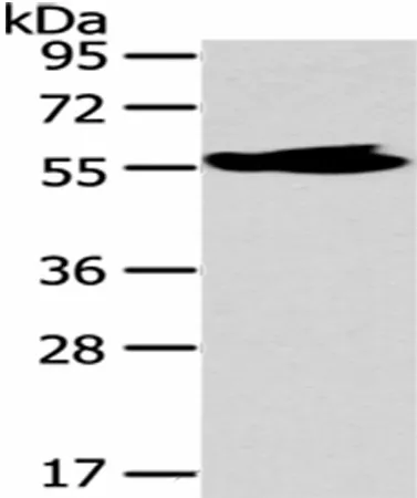 MPP6 Polyclonal Antibody - image 1