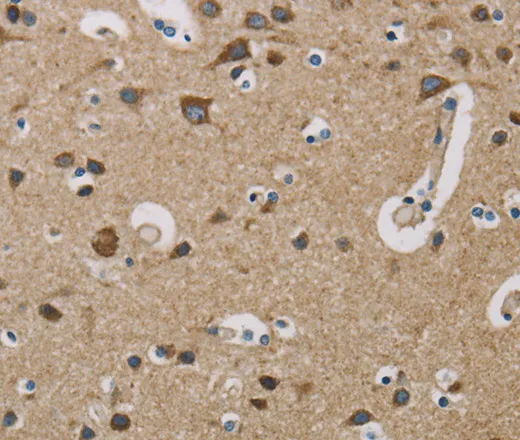 COX6B1 Polyclonal Antibody - image 2
