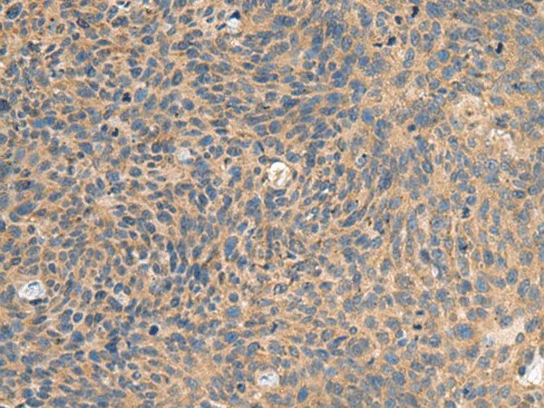 EIF1AX Polyclonal Antibody - image 1
