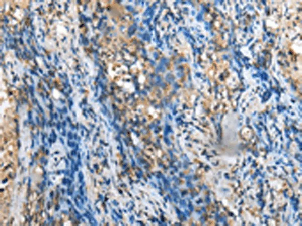 MOB4 Polyclonal Antibody - image 1