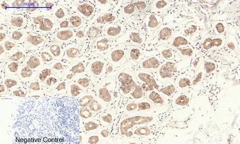 NOS3 Polyclonal Antibody - image 1