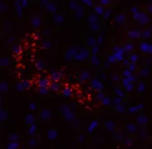NOS3 Polyclonal Antibody - image 2