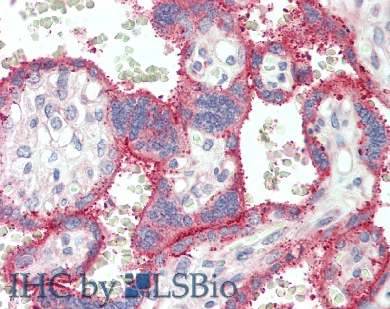 EPOR Polyclonal Antibody - image 2