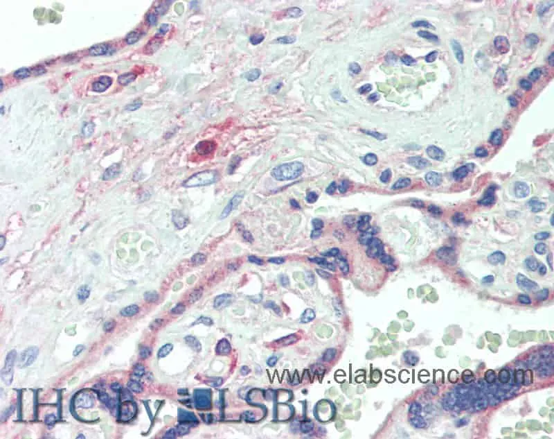 DLL4 Polyclonal Antibody - image 2
