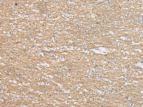 IDO2 Polyclonal Antibody - image 1